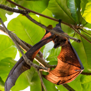 Flying fox with wings spread showing translucent orange membrane, Maratua, Kalimantan (Borneo), Indonesia