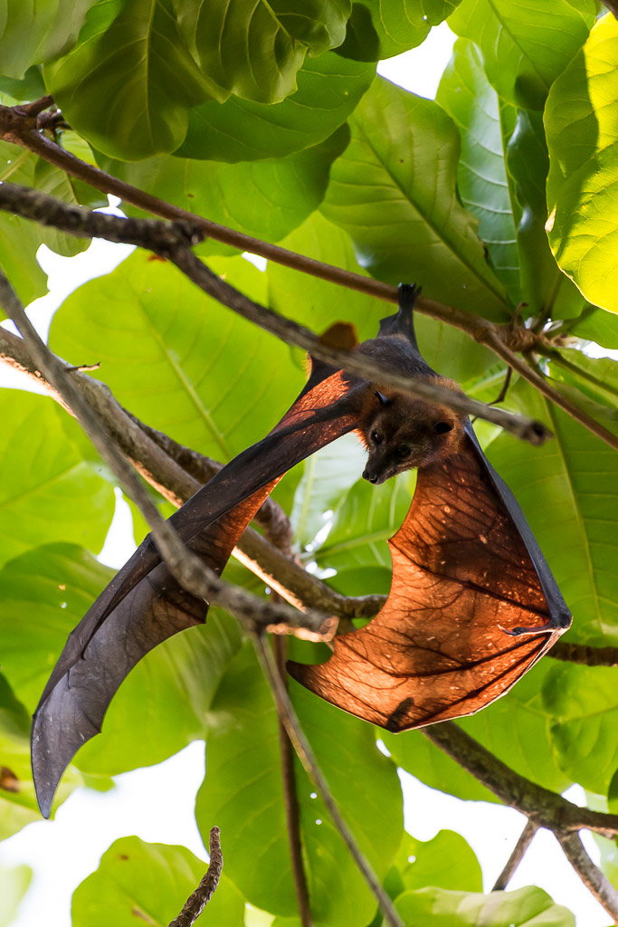 Roussette ailes déployées montrant sa membrane orange translucide, Maratua, Kalimantan (Bornéo), Indonésie