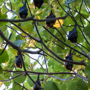 Colony of flying foxes roosting in a leafy tree canopy, Maratua, Kalimantan (Borneo), Indonesia