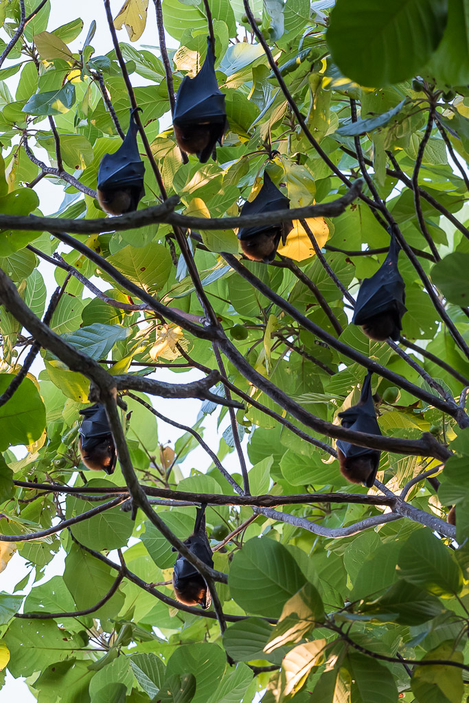 Colony of flying foxes roosting in a leafy tree canopy, Maratua, Kalimantan (Borneo), Indonesia