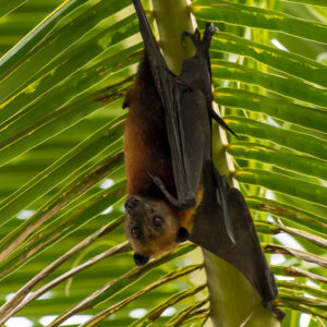 Flying fox hanging from a palm frond stem, wings wrapped, side view, Maratua, Kalimantan (Borneo), Indonesia