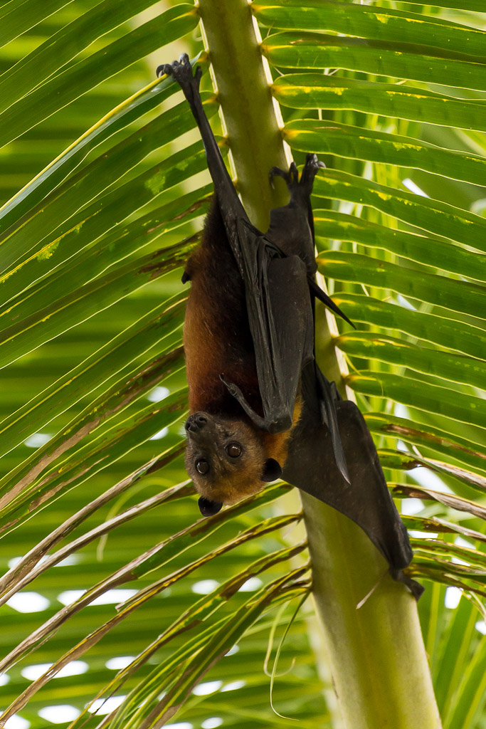 Flying fox hanging from a palm frond stem, wings wrapped, side view, Maratua, Kalimantan (Borneo), Indonesia