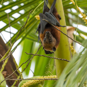Flying fox hanging on a palm stem above green coconuts, Maratua, Kalimantan (Borneo), Indonesia