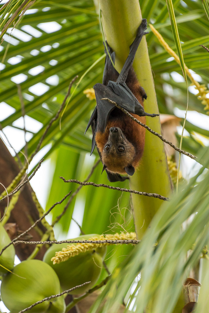 Roussette suspendue à une tige de palme au-dessus de noix de coco vertes, Maratua, Kalimantan (Bornéo), Indonésie