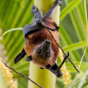 Flying fox hanging upside down looking at the camera, vertical, Maratua, Kalimantan (Borneo), Indonesia