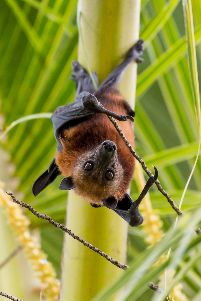 Roussette suspendue la tête en bas regardant l’objectif, format vertical, Maratua, Kalimantan (Bornéo), Indonésie