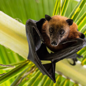 Close-up of a flying fox wrapped in its wings on a palm frond, Maratua, Kalimantan (Borneo), Indonesia