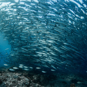 Barracuda school forming a towering wall above the reef, sun rays at left, Maratua, Kalimantan (Borneo), Indonesia