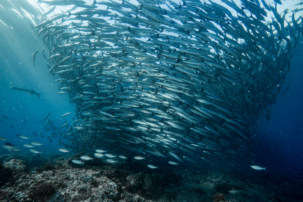 Barracuda school forming a towering wall above the reef, sun rays at left, Maratua, Kalimantan (Borneo), Indonesia