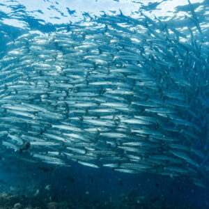 Banc compact de barracudas en suspension au-dessus du récif dans le bleu, Maratua, Kalimantan (Bornéo), Indonésie