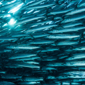 Barracudas swimming in tight ranks with sun glare through the school, Maratua, Kalimantan (Borneo), Indonesia