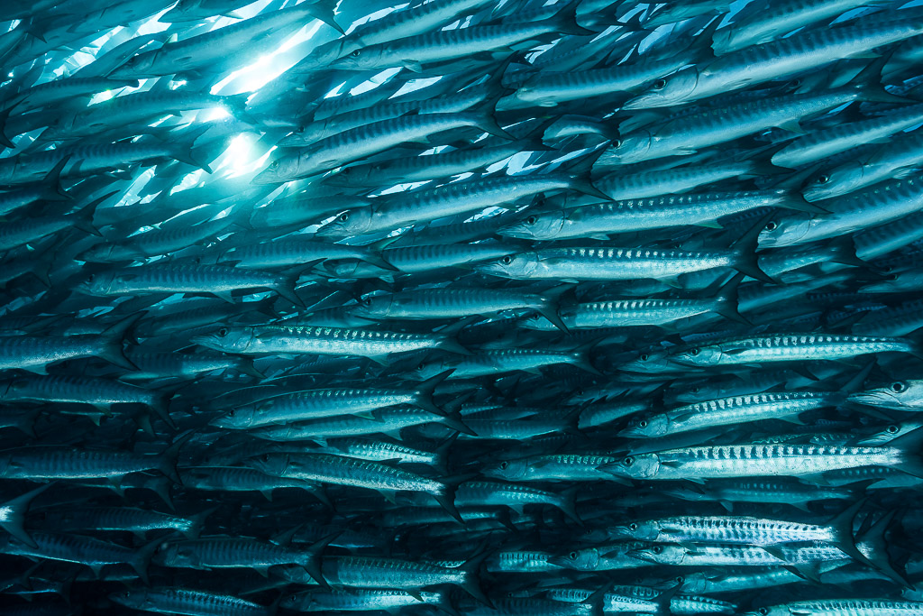 Barracudas nageant en rangs serrés, éclat du soleil à travers le banc, Maratua, Kalimantan (Bornéo), Indonésie