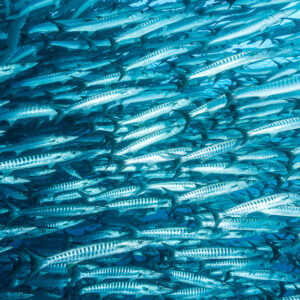 Barracudas streaming diagonally across the frame, close inside the school, Maratua, Kalimantan (Borneo), Indonesia