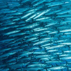 Barracuda school angled upward to the left in turquoise water, Maratua, Kalimantan (Borneo), Indonesia