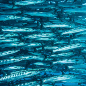 Barracudas crisscrossing in a dense school, high-contrast blue tones, Maratua, Kalimantan (Borneo), Indonesia