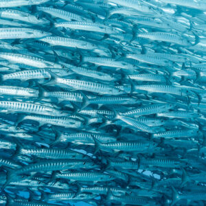 Pale barracudas in parallel lines filling the frame, bright water, Maratua, Kalimantan (Borneo), Indonesia