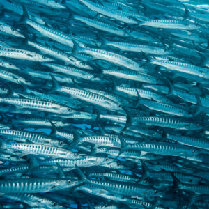 Barracuda school in dark teal water, fish heading left, Maratua, Kalimantan (Borneo), Indonesia