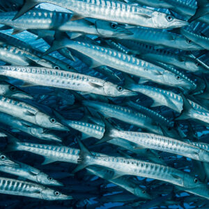 Close-up of barracudas showing striped silver flanks and sharp jaws, Maratua, Kalimantan (Borneo), Indonesia