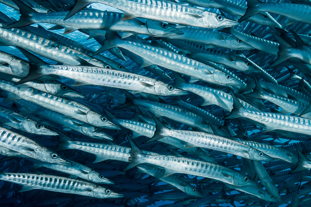 Close-up of barracudas showing striped silver flanks and sharp jaws, Maratua, Kalimantan (Borneo), Indonesia