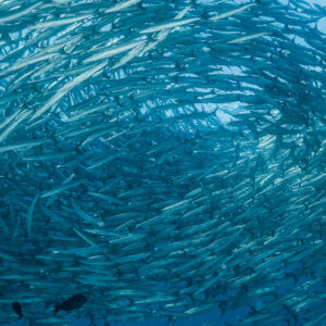 Swirling barracuda school forming a vortex seen from inside, Maratua, Kalimantan (Borneo), Indonesia