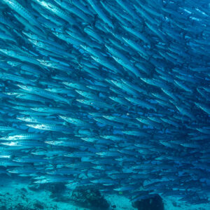 Long barracuda school sweeping diagonally above the reef floor, Maratua, Kalimantan (Borneo), Indonesia