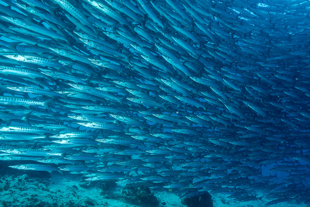Long barracuda school sweeping diagonally above the reef floor, Maratua, Kalimantan (Borneo), Indonesia