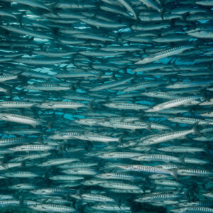 Strates horizontales de barracudas dans une eau vert-bleu feutrée, Maratua, Kalimantan (Bornéo), Indonésie