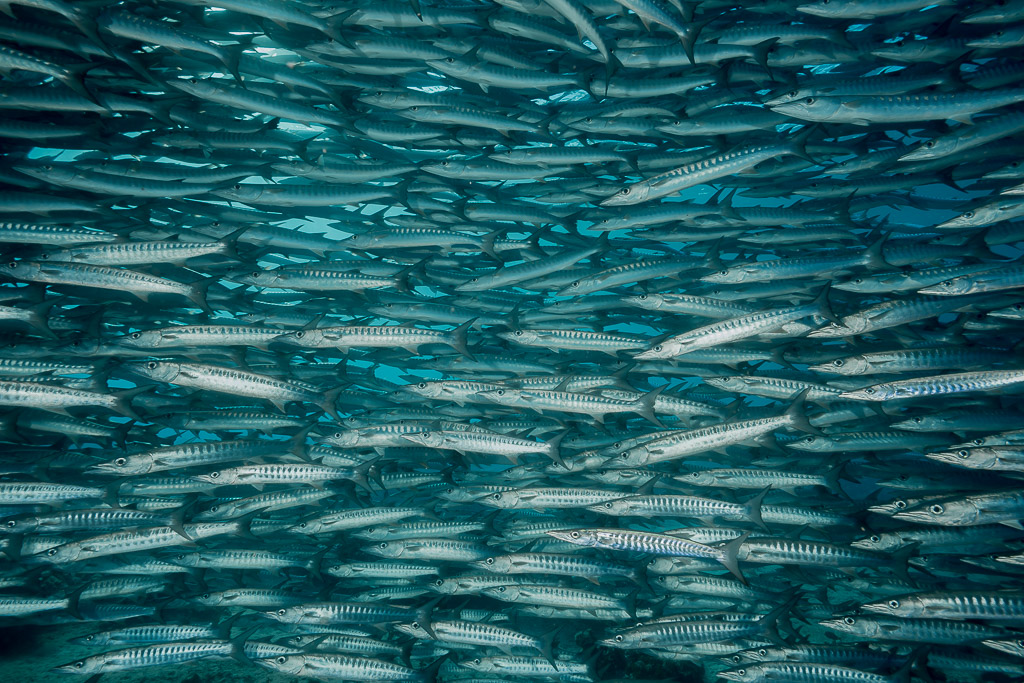 Strates horizontales de barracudas dans une eau vert-bleu feutrée, Maratua, Kalimantan (Bornéo), Indonésie