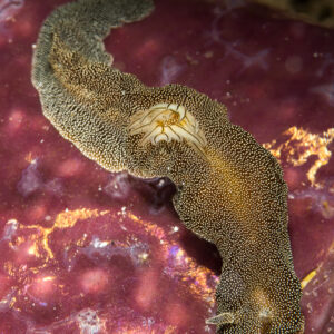 Brown speckled Doriprismatica nudibranch crawling on a purple sponge, Maratua, Kalimantan (Borneo), Indonesia