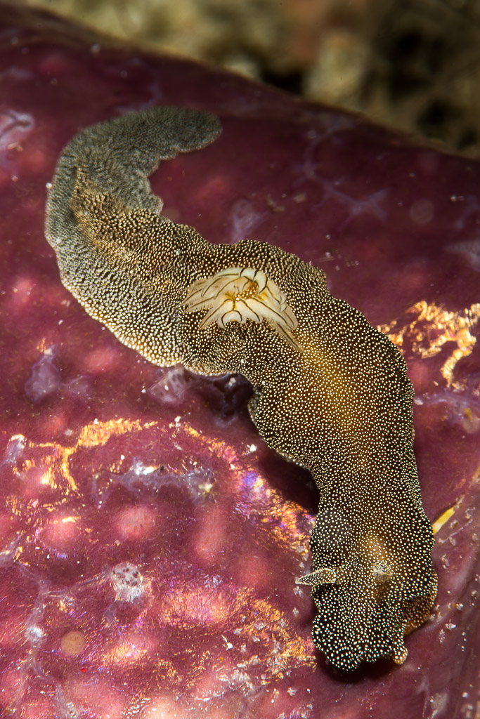 Brown speckled Doriprismatica nudibranch crawling on a purple sponge, Maratua, Kalimantan (Borneo), Indonesia