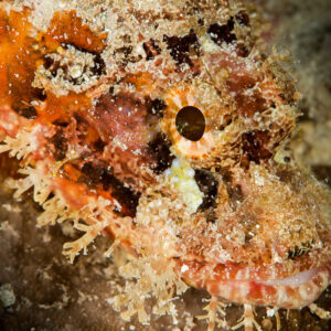 Camouflaged tasselled scorpionfish head with fleshy tassels, close-up, Maratua, Kalimantan (Borneo), Indonesia