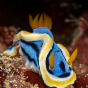 Blue and yellow Chromodoris nudibranch curving over red sponge, vertical, Maratua, Kalimantan (Borneo), Indonesia