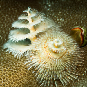 White Christmas tree worm crowns emerging from hard coral, vertical, Maratua, Kalimantan (Borneo), Indonesia