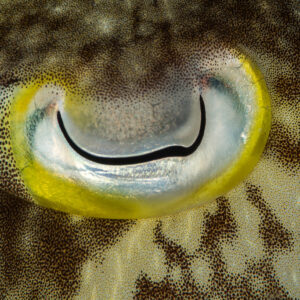 Cuttlefish eye with W-shaped pupil and yellow rim, extreme close-up, Maratua, Kalimantan (Borneo), Indonesia