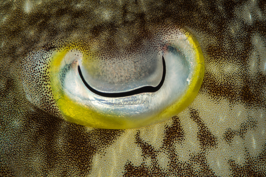 Œil de seiche à pupille en W cerclé de jaune, très gros plan, Maratua, Kalimantan (Bornéo), Indonésie