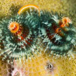 Pair of blue and white Christmas tree worms on yellow coral, Maratua, Kalimantan (Borneo), Indonesia