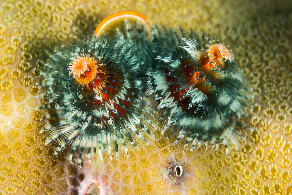 Paire de vers arbre de Noël bleus et blancs sur un corail jaune, Maratua, Kalimantan (Bornéo), Indonésie