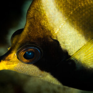 Bannerfish head with yellow snout and dark eye band, close-up, Maratua, Kalimantan (Borneo), Indonesia