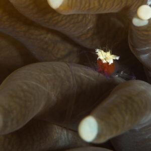 Tiny shrimp with orange eggs among mushroom coral tentacles, Maratua, Kalimantan (Borneo), Indonesia