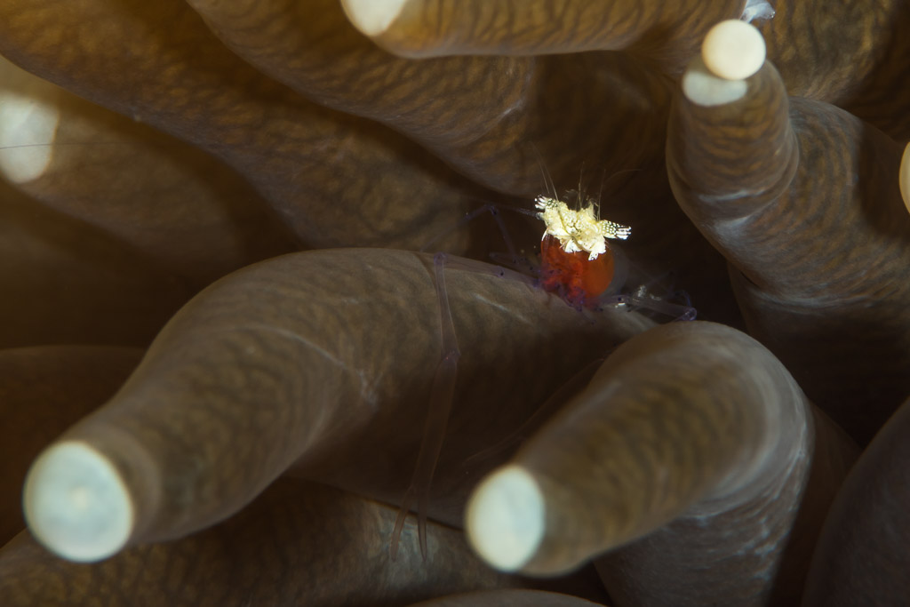 Minuscule crevette aux œufs orange parmi les tentacules d’un corail champignon, Maratua, Kalimantan (Bornéo), Indonésie
