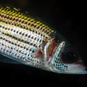 Spotfin squirrelfish with rows of dark dots, side portrait on black, Maratua, Kalimantan (Borneo), Indonesia