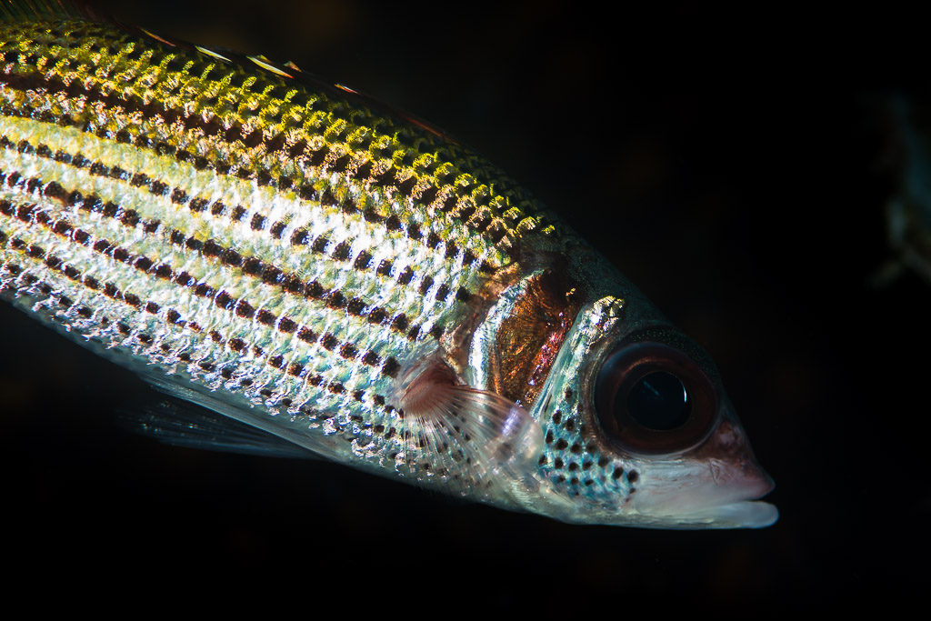 Spotfin squirrelfish with rows of dark dots, side portrait on black, Maratua, Kalimantan (Borneo), Indonesia