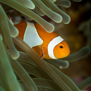 False clown anemonefish peeking from green anemone tentacles, Maratua, Kalimantan (Borneo), Indonesia