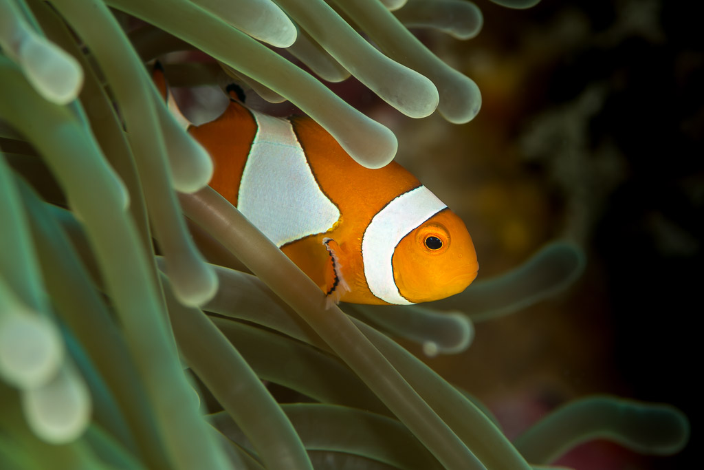 Poisson-clown à trois bandes jetant un œil entre les tentacules verts d’une anémone, Maratua, Kalimantan (Bornéo), Indonésie