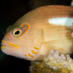 Poisson-faucon à arc oculaire posé sur le corail, gros plan de la tête, Maratua, Kalimantan (Bornéo), Indonésie