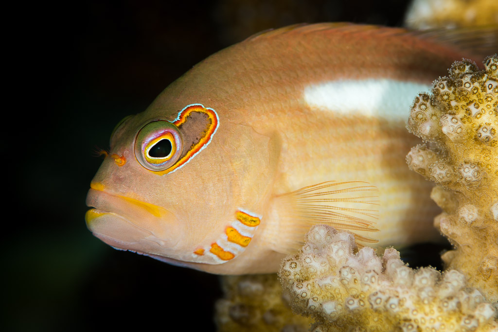 Poisson-faucon à arc oculaire posé sur le corail, gros plan de la tête, Maratua, Kalimantan (Bornéo), Indonésie