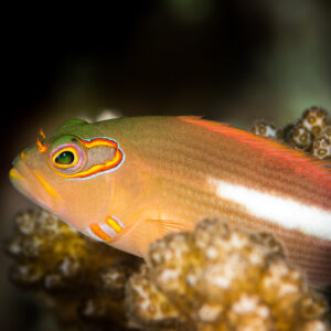 Arc-eye hawkfish perched on branching coral, white flank stripe visible, Maratua, Kalimantan (Borneo), Indonesia