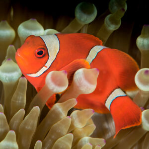 Spinecheek anemonefish swimming through bubble-tip anemone, side view, Maratua, Kalimantan (Borneo), Indonesia