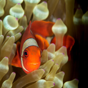 Spinecheek anemonefish facing the camera among anemone bulbs, vertical, Maratua, Kalimantan (Borneo), Indonesia