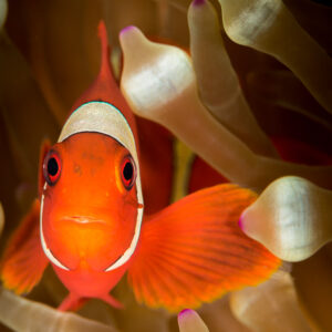 Spinecheek anemonefish head-on with fins spread in its anemone, Maratua, Kalimantan (Borneo), Indonesia